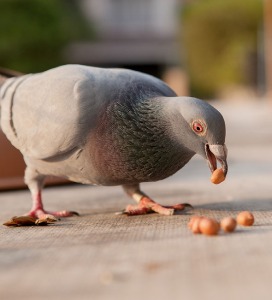 Alimentation et récompense